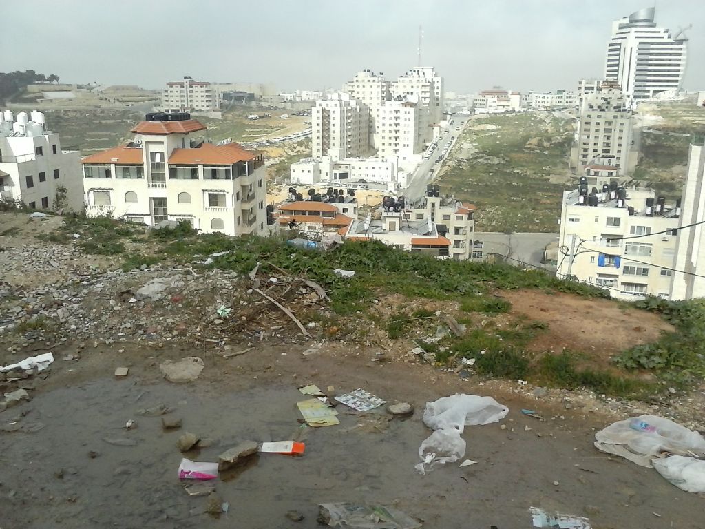 Quale specie di rospo smeraldino in Palestina? Bufotes variabilis